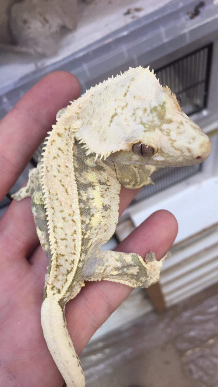 Bowser
